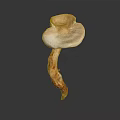 Isolated Wild Mushroom With Light Brown Stem And White Cap On Dark Background