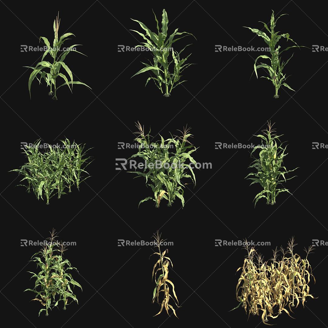 corn seedling grain seedling crop 3d model