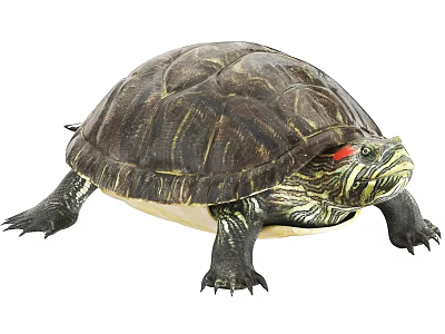 Reptile Red Eared Slider Turtle With Brown Patterned Shell Red Ear Markings And Webbed Feet 3d model