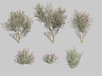Various Types of Shrubs with Purple Flowers in Different Sizes and Shapes 3d model