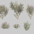 Various Types of Shrubs with Purple Flowers in Different Sizes and Shapes