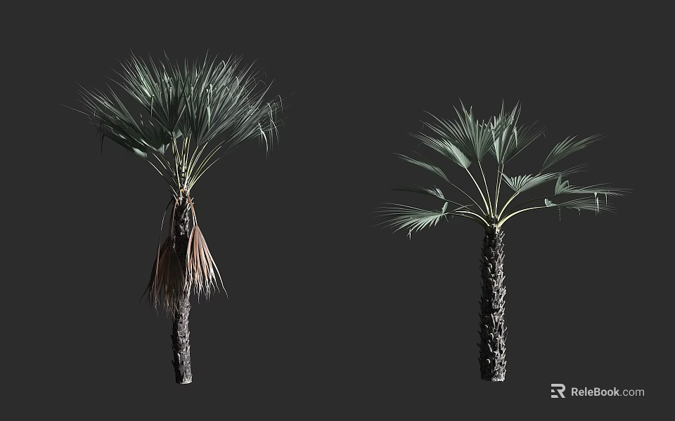Two Palm Trees With Different Leaf Conditions And Textured Trunks In Natural View 3d model 