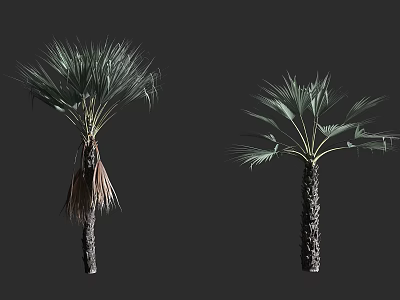 Two Palm Trees With Different Leaf Conditions And Textured Trunks In Natural View 3d model