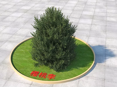 Cherry Plum Tree Growing In Circular Lawn With Green Grass And Landscaped Area 3d model