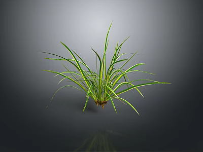 Green Herb Plant with Long Slender Leaves Yellow Stripes Dark Background Reflection and Roots 3d model
