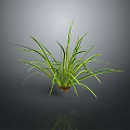 Green Herb Plant with Long Slender Leaves Yellow Stripes Dark Background Reflection and Roots
