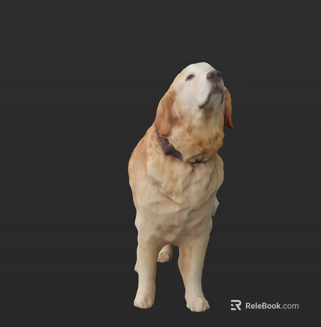 Golden Retriever Dog Standing With Collar On Dark Background Looking Up 3d model 