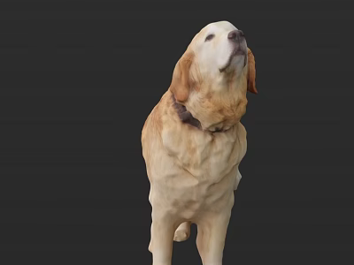 Golden Retriever Dog Standing With Collar On Dark Background Looking Up 3d model