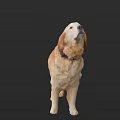 Golden Retriever Dog Standing With Collar On Dark Background Looking Up