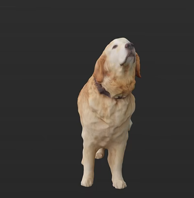 Golden Retriever Dog Standing With Collar On Dark Background Looking Up 3d model