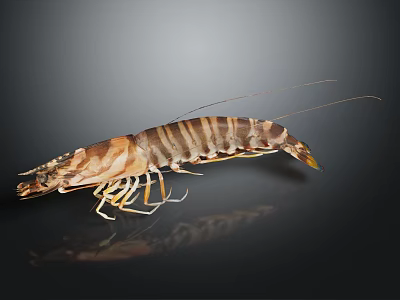 Striped Brownish Yellow Shrimp With Long Antennae On Dark Background 3d model