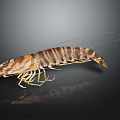 Striped Brownish Yellow Shrimp With Long Antennae On Dark Background