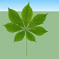Fresh Green Chestnut Leaf With Clear Veins On White Background