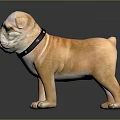 Realistic Orange and White Bulldog with Black Collar Standing on Gray Background