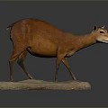 Realistic Brown Small Deer Taxidermy Mount On Stone Base In Dark Background