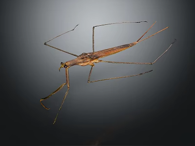 Brown Stick Insect With Long Legs And Slender Body On Dark Background 3d model
