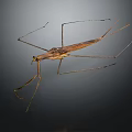 Brown Stick Insect With Long Legs And Slender Body On Dark Background