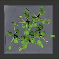 Green Plants With Broad Leaves And Yellow Flowers Growing On Blue Platform