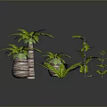 Various Decorative Plants Including Palm Trees Ferns And Small Greenery In Woven Pots