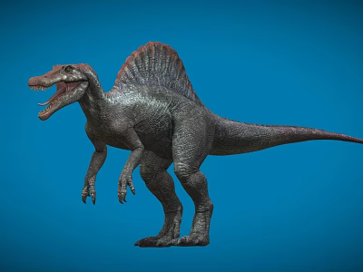Realistic Spinosaurus 3D Model With Large Sail Back And Open Mouth On Blue Background 3d model