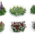 Various Colorful Garden Flowers and Plants with Different Leaf and Bloom Types