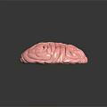 Detailed 3D Brain Anatomy Model Showing Pink Tissue And Yellow Structure