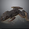 Brown Spotted Frog With Red Eyes And Textured Skin On Dark Background