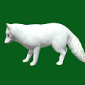 White Fox Standing Isolated On Green Background In Wildlife Portrait