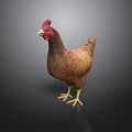 Brown Feathered Chicken With Red Comb And Yellow Claws On Dark Background