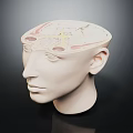 Detailed Anatomical Model Of Human Head Organs Hair Brain And Skull