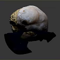 Medical Device Anatomical Brain Model Placed on Blue Base