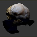 Human Brain Human Brain Brain Structure Head Planer Face Human Head Planer Face Human Brain Planer Face Structure 3d model