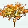 Beautiful Autumn Tree With Vibrant Orange Yellow Green Leaves And Brown Trunk