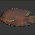 Vibrant Orange Fish With Bright Body Fins And Tail Isolated On Gray Background
