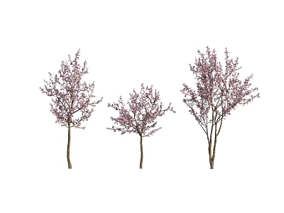 Three Blooming Ornamental Trees With Vibrant Pink Flowers In Full Bloom 3d model