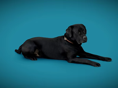 Black Reptile Lying On Blue Background With Smooth Scales And Calm Posture 3d model