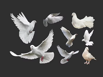 White Pigeons Flying And Standing In Various Poses Against Black Background 3d model