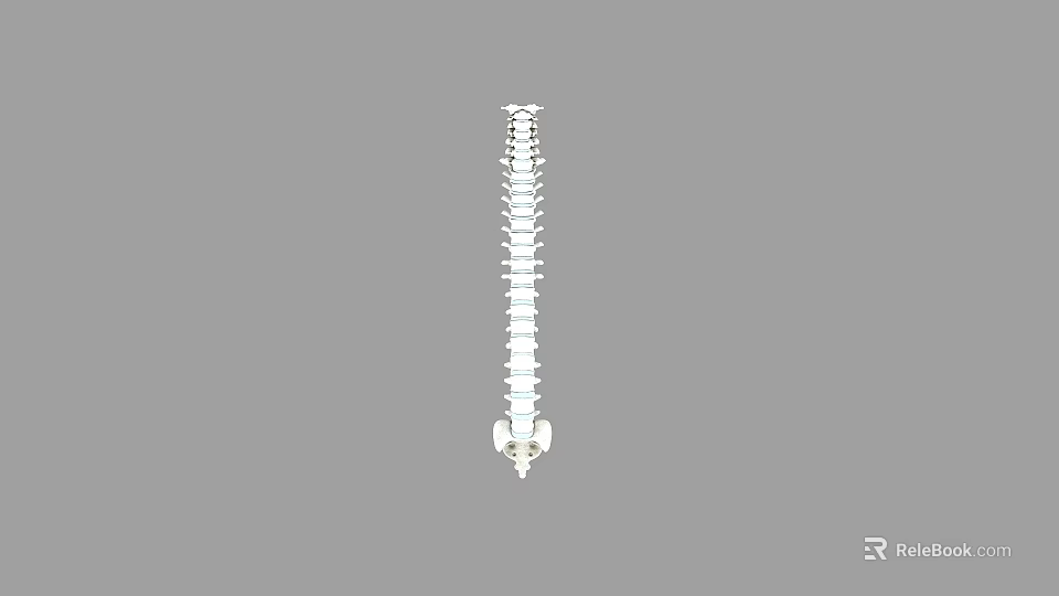 Game Character Spine Model With White Vertical Structure On Gray Background 3d model