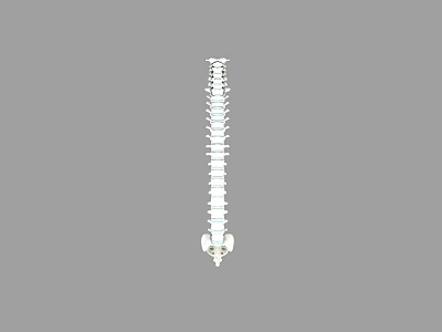 Game Character Spine Model With White Vertical Structure On Gray Background 3d model