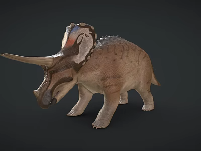 Realistic Triceratops 3D Model With Large Horns Decorative Frill And Textured Body 3d model