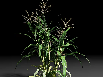 Healthy Green Corn Plant With Lush Leaves And Tassels On Black Background 3d model