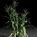 Healthy Green Corn Plant With Lush Leaves And Tassels On Black Background