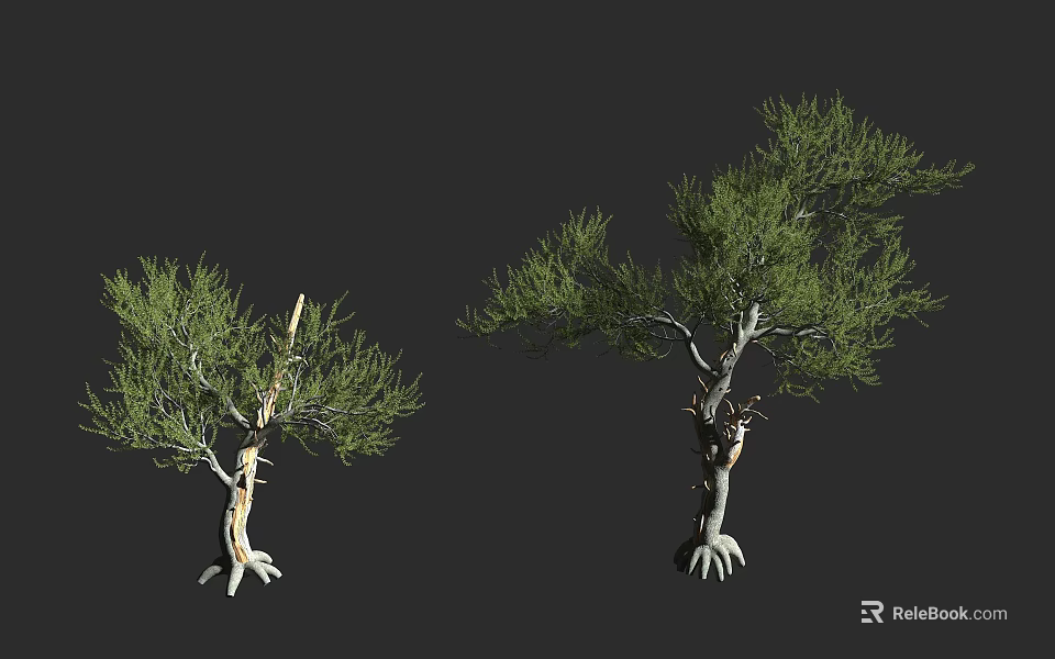 Two Arbors With Lush Green Foliage Distinctive Trunks And Exposed Roots 3d model 