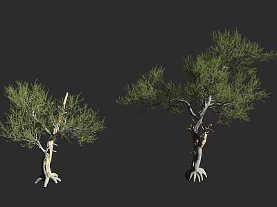 Two Arbors With Lush Green Foliage Distinctive Trunks And Exposed Roots 3d model