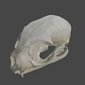Animal Skull With Markings Displayed At Nature Lab University Of Nevada