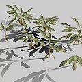 Ornamental Alpinia zerumbet Plant With Green Red Variegated Leaves And Tropical Foliage