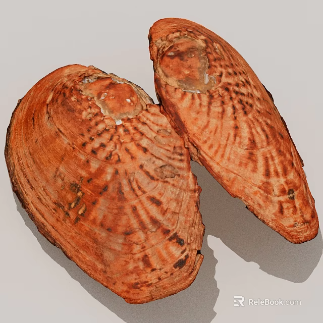 Natural Brown Seashells With Intricate Patterns And Smooth Texture 3d model