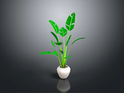 Green Tropical Plant in White Pot with Large Leaves Against Gray Background 3d model