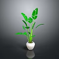 Green Tropical Plant in White Pot with Large Leaves Against Gray Background