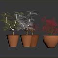 Plants in Terracotta Pots Various Types Including Bare Branches Green Grass-like on Dark Background